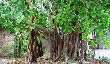 Banyan Tree, Aalamaram, Health n organics, Mooligaigal, Mooligal, Herbs;