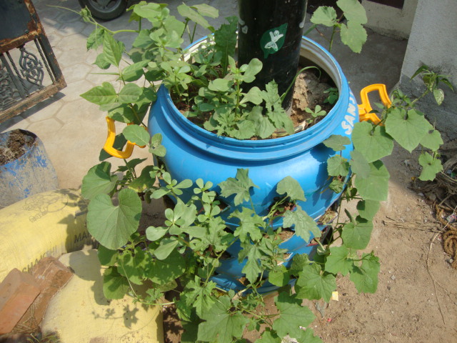 Terrace Garden, kitchen garden, gardening in tamil