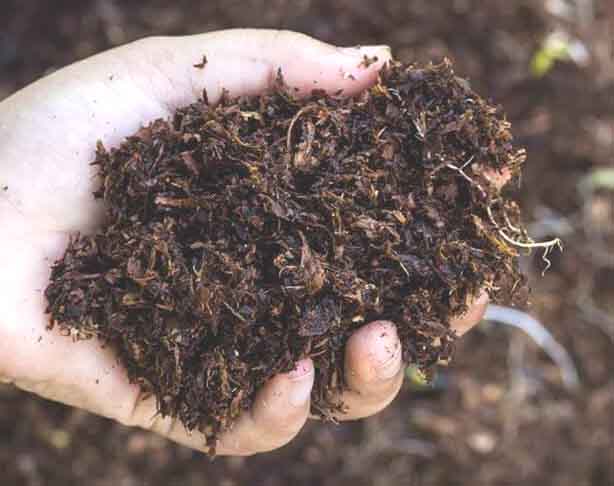 bijamirtham-orgainc-fertilizer-Plant-Growth-Promoter-Iyarkai-Vivasayam-Pest-Control-Kitchen-Garden-Terrace-Garden-Organic-Manure