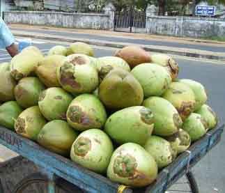 coconut, coconut benefits, thengai payanpgal, ilaneer, tender coconut, health n organics tamil, thennai maram, coconut tree benefits