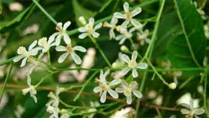 veppam poo, neem leaves, neem leaves thuvaiyal, chutney, veppam poo chutney, healthy chutney, fertility food, health n organics tamil