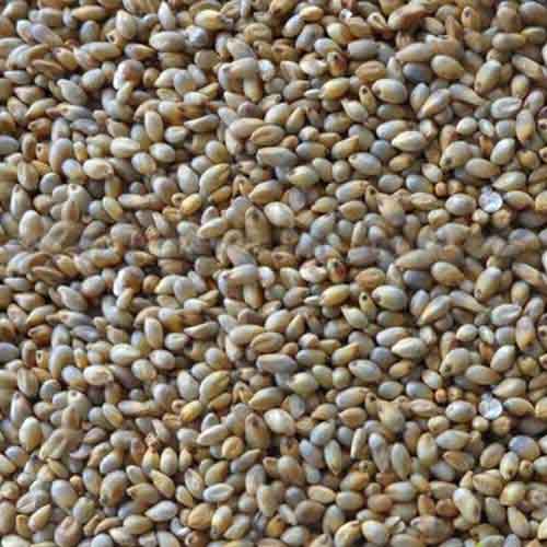 Kambu Pearl Millet Bajra