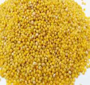 Panivaragu-Millet-Proso-Millet in Tamil, Millet