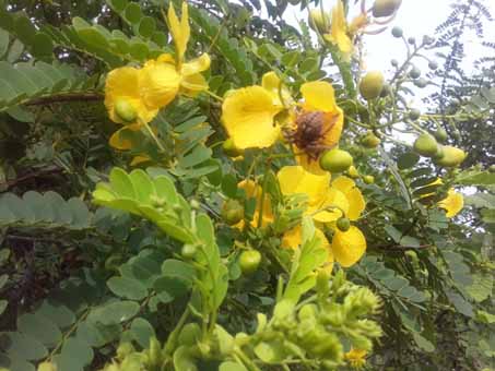 avaram-avarampoo-aavaram-poo-Senna-Auriculata-Tanners-cassia-yellow-flower-avaram-senna-flower-Cassia-Auriculata-avarampoo-benefits-in-tamil-uses-medicinal-benefits-diabetic-weight-loss