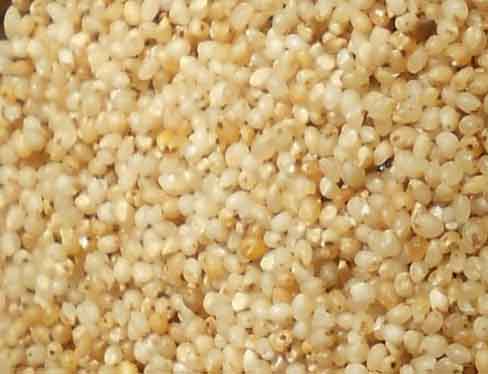 Kuthiraivali seeds, barnyard millet seeds, kuthiraivali boiled, kuthiraivali rice, Millet Seeds, Millet Rice, Healthy Millets