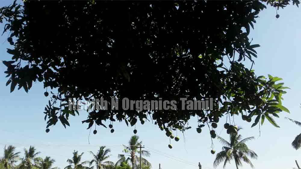 mango tree essay in tamil
