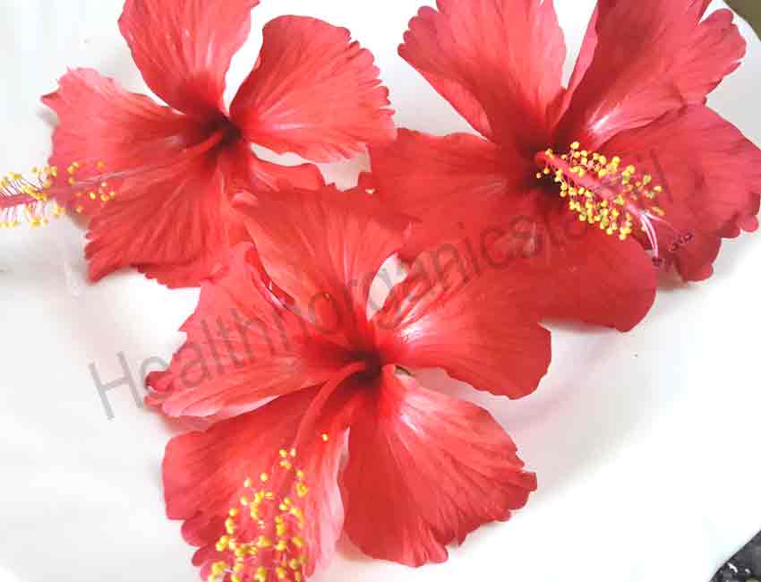 Hibiscus benefits in tamil, sembaruthi poovin nanmaigal, Hibiscus benefits, sembaruthi poo