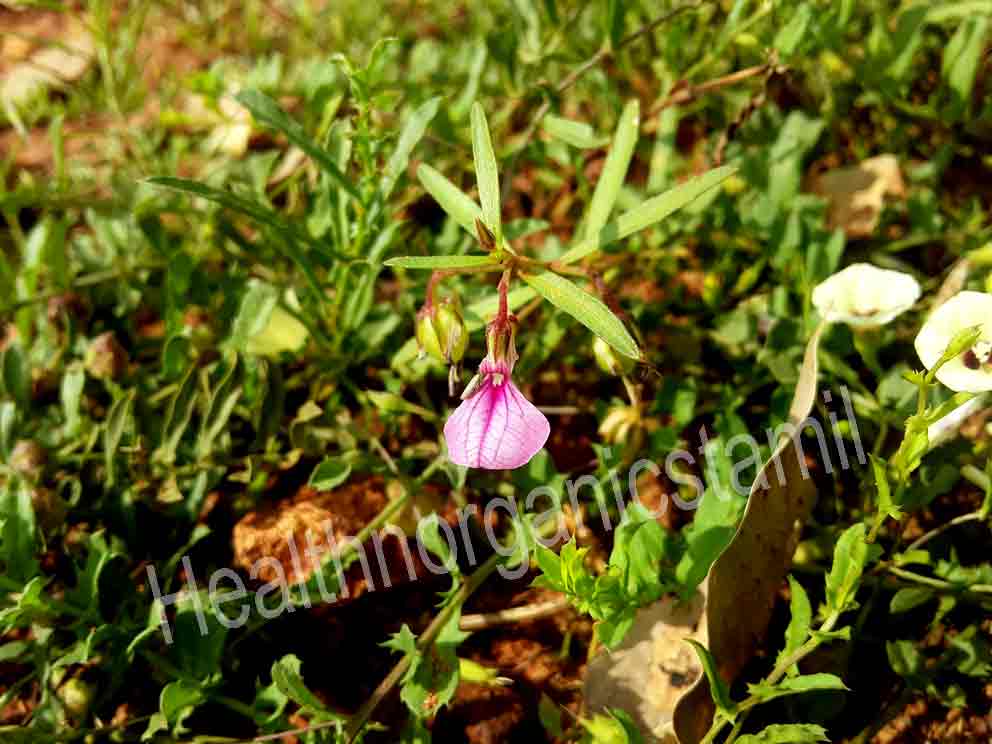 Orithal Thamarai plant benefits uses tamil, Hybanthus, Ionidium Suffruticosum, Viola Suffruticosa