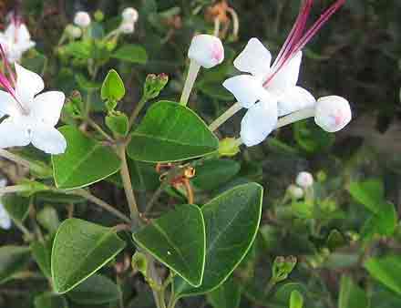 Sangan kuppi tamil, Smooth Volkameria, clerodendron inerme