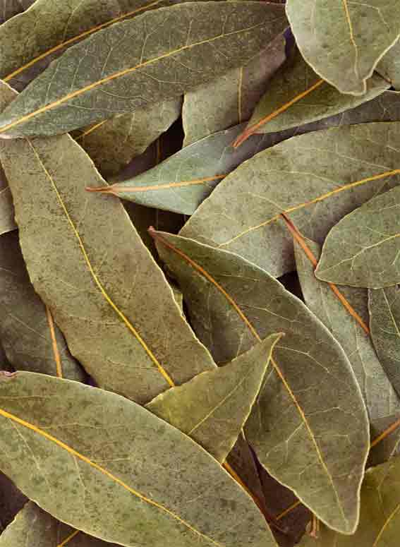 bay-leaf-benefits-tamil