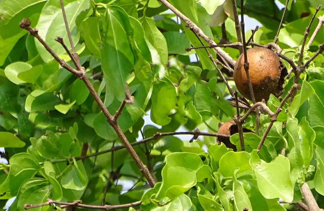 eeti maram benefits tamil, Strychnine Tree uses