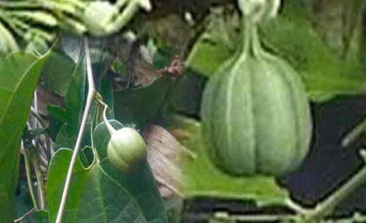 eswara-mooli-mooligai benefits tamil,Aristolochia indica uses