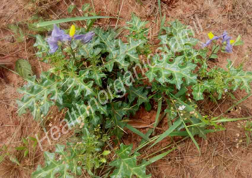 kandankathiri benefits in tamil, Solanum Xanthocarpum