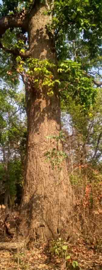 kungiliyam benefits in tamil, Sal tree, dammer tree, Shorea robusta