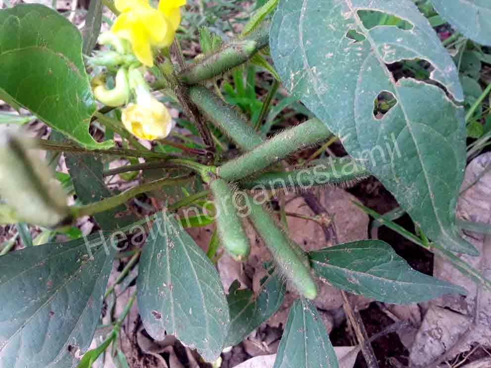 Vigna Mungo, Black Gram, ulundu, urad dal