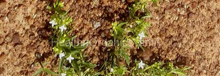 Oldenlandia umbellata, impooral