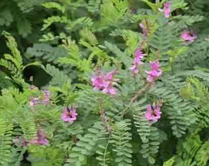 Indigo Plant, Avuri benefits in tamil, Neeli payangal, natural hair dye