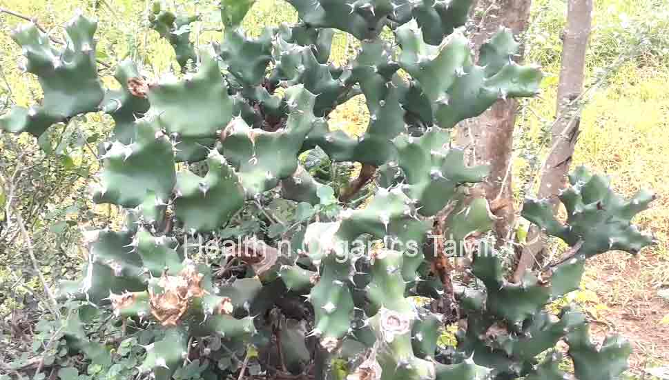 Thirugu Kalli uses benefits in tamil,