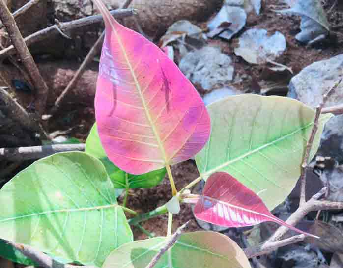 arasa maram, peepal tree benefits uses tamil