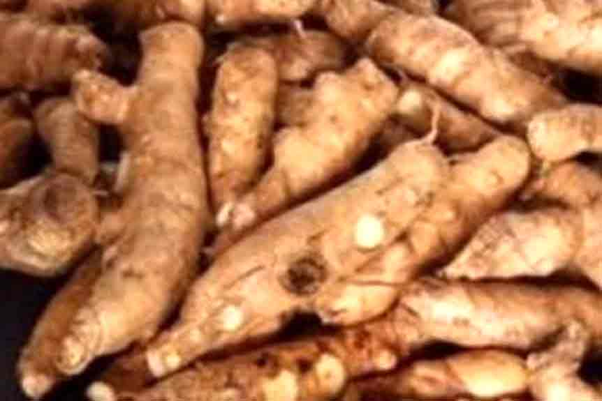 arrow-root flour tamil, Maranta Arundinacea, Curcuma Angustifolia, East Indian ArrowRoot