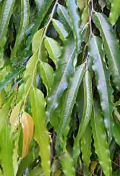 ashoka-tree benefits uses tamil, Saraca Asoca