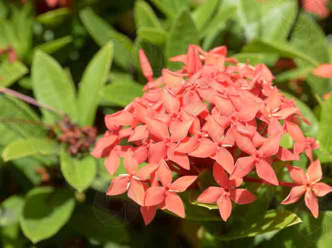 Ixora coccinea in tamil, rubiaceae, idli poo, vetchi