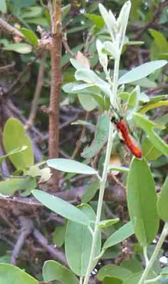 viluthi mooligai benefits in tamil Cadaba fruticosa